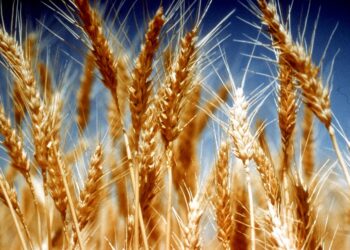 Why should you prefer to go for the agricultural commodity marketplaces?