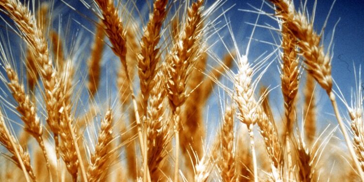 Why should you prefer to go for the agricultural commodity marketplaces?